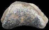 Hadrosaur Toe Bone - Alberta (Disposition #-) #71663-1